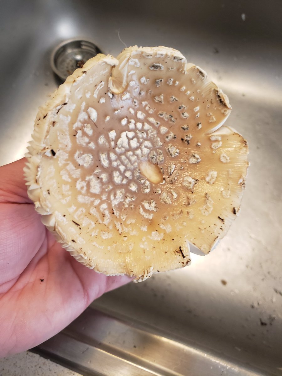 Amanita pantherinoides, a type of Fly Agaric toadstool native to the Pacific Northwest. It grows from hardwoods and shore pines in the Willamette Valley this time of year. 

It is very closely related to the European Amanita muscaria and North American Amanita chrysoblema.