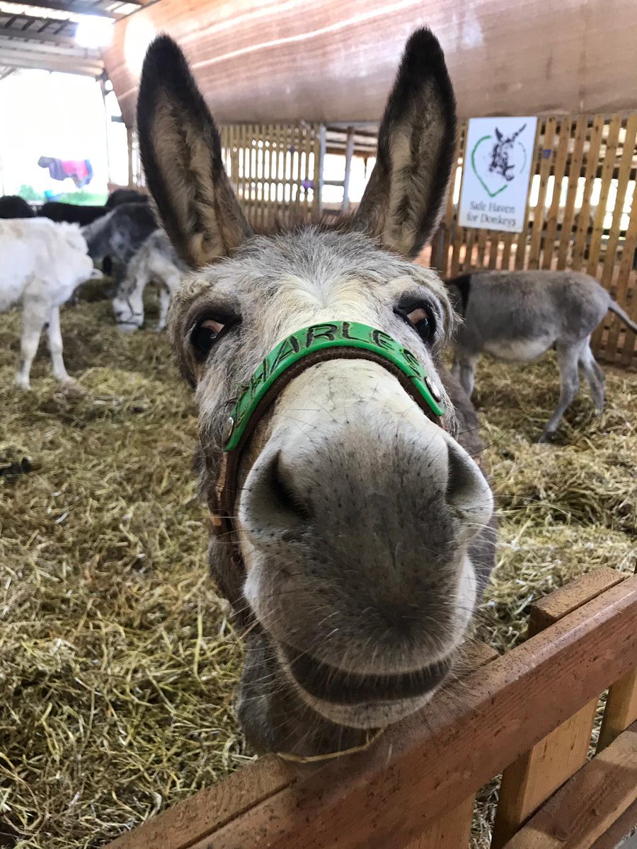 💙 Cute Charles here wants to wish you all a wonderful weekend 🫵👍😘