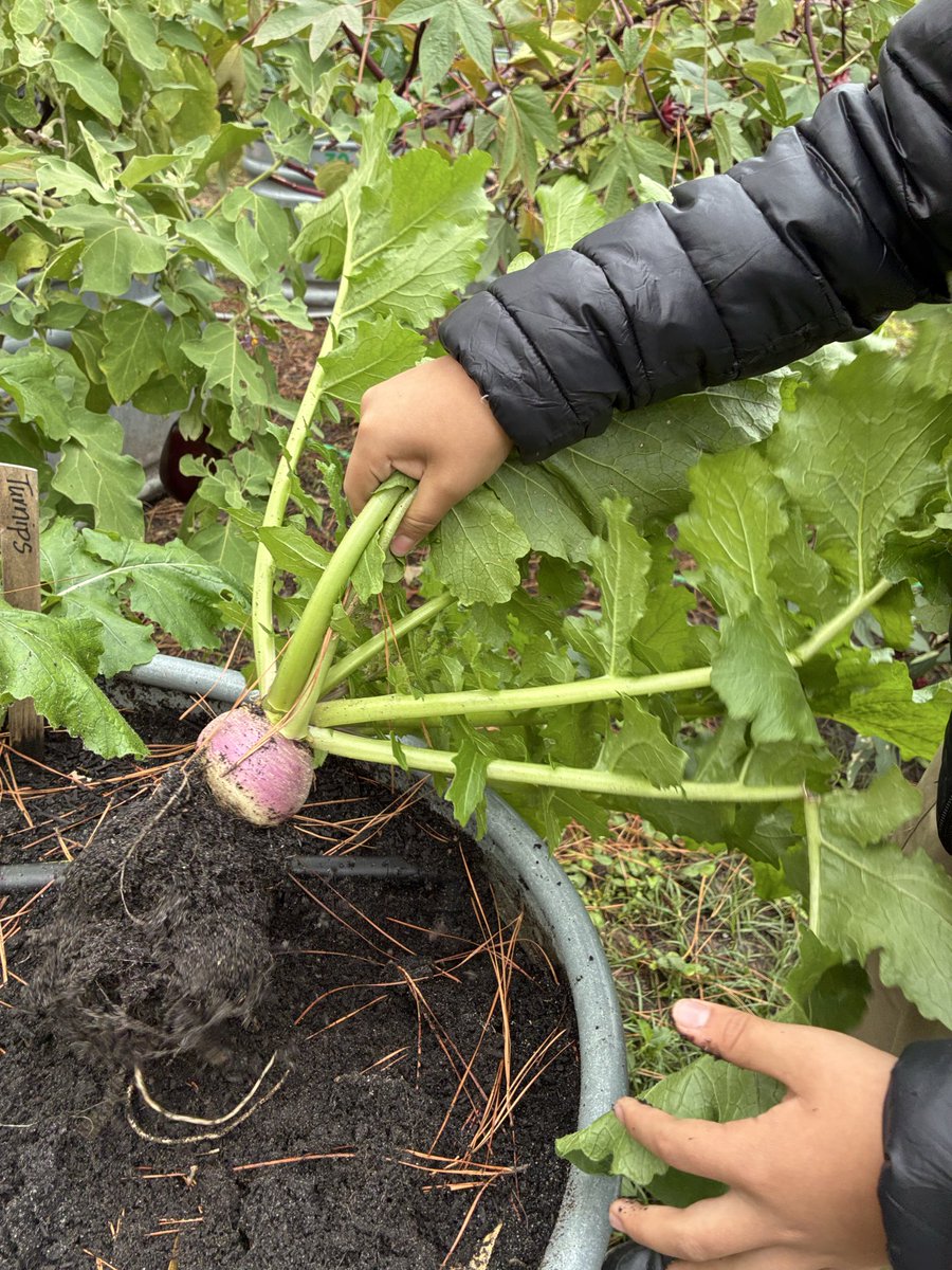 Angela Hoang tweet media