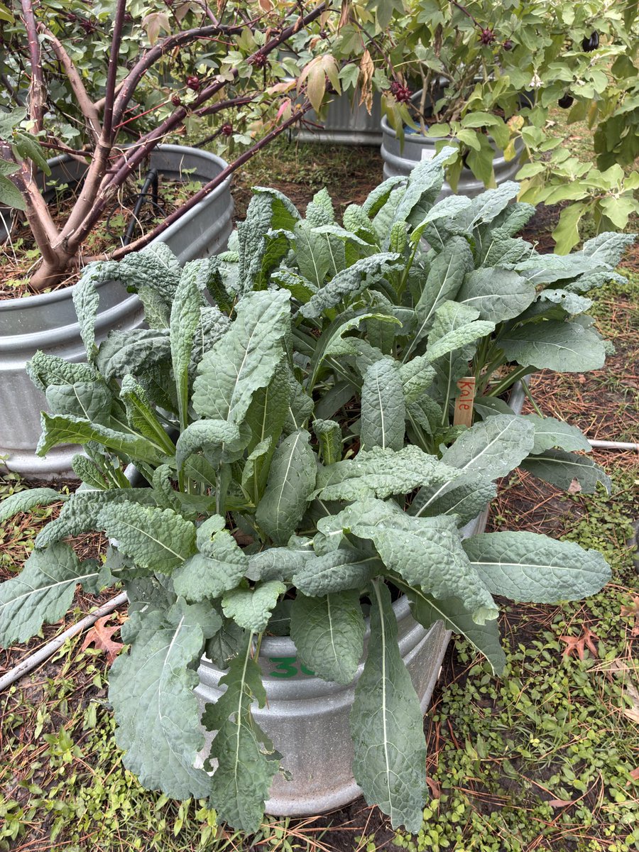 Angela Hoang tweet media