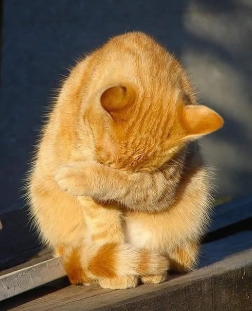 yarın FENERBAHÇE'nin olası bir
galibiyetinde lider kim olacaktı ?
engellendi çok şükür.
haydi hayırlı tıraşlar !