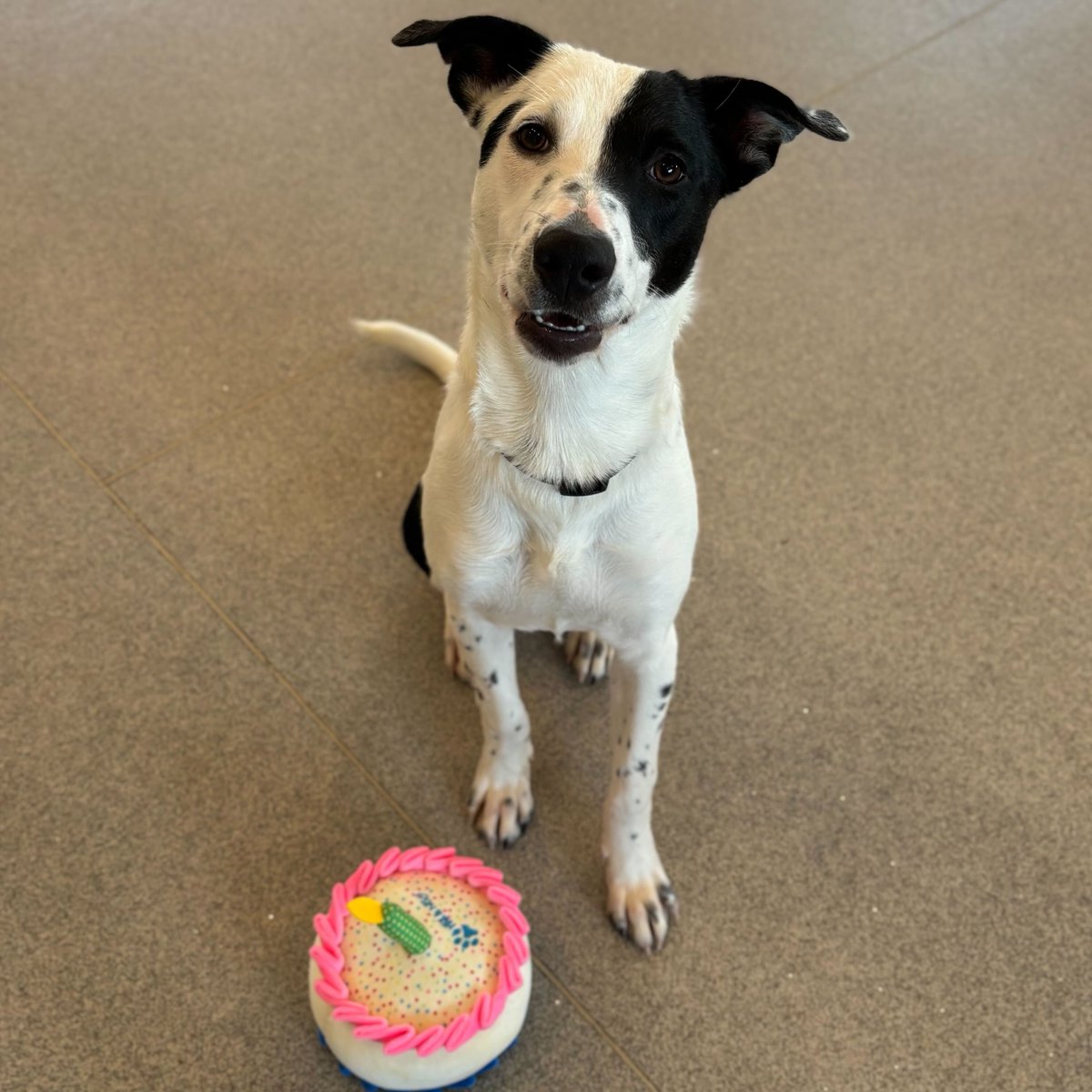 HumaneSocietyJeffCty tweet media