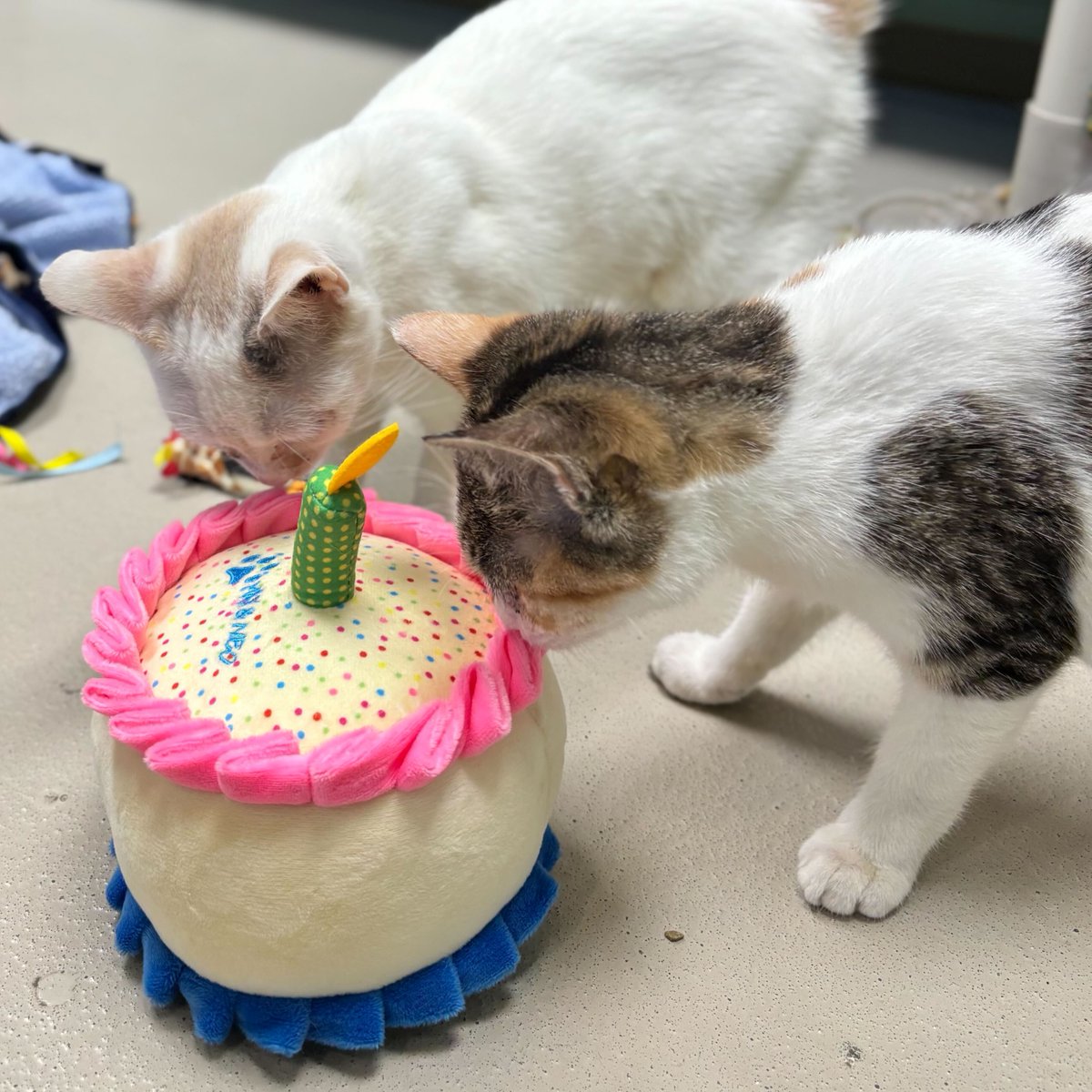 HumaneSocietyJeffCty tweet media