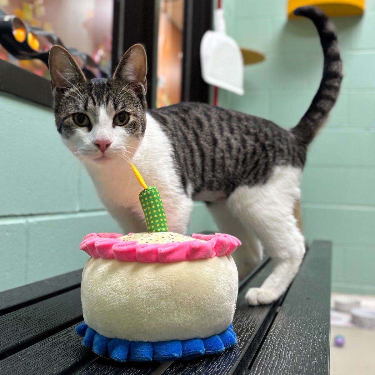 HumaneSocietyJeffCty tweet media