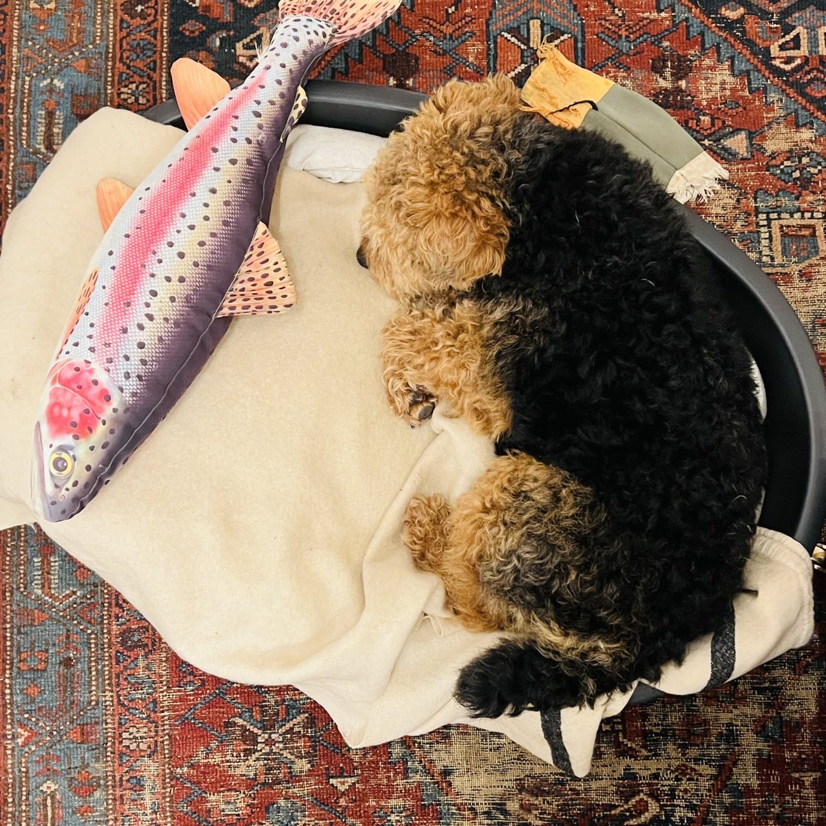 #pupdate after a very busy day at pup crèche I like to curl up with my salmon and have an early night in front of the wood burner