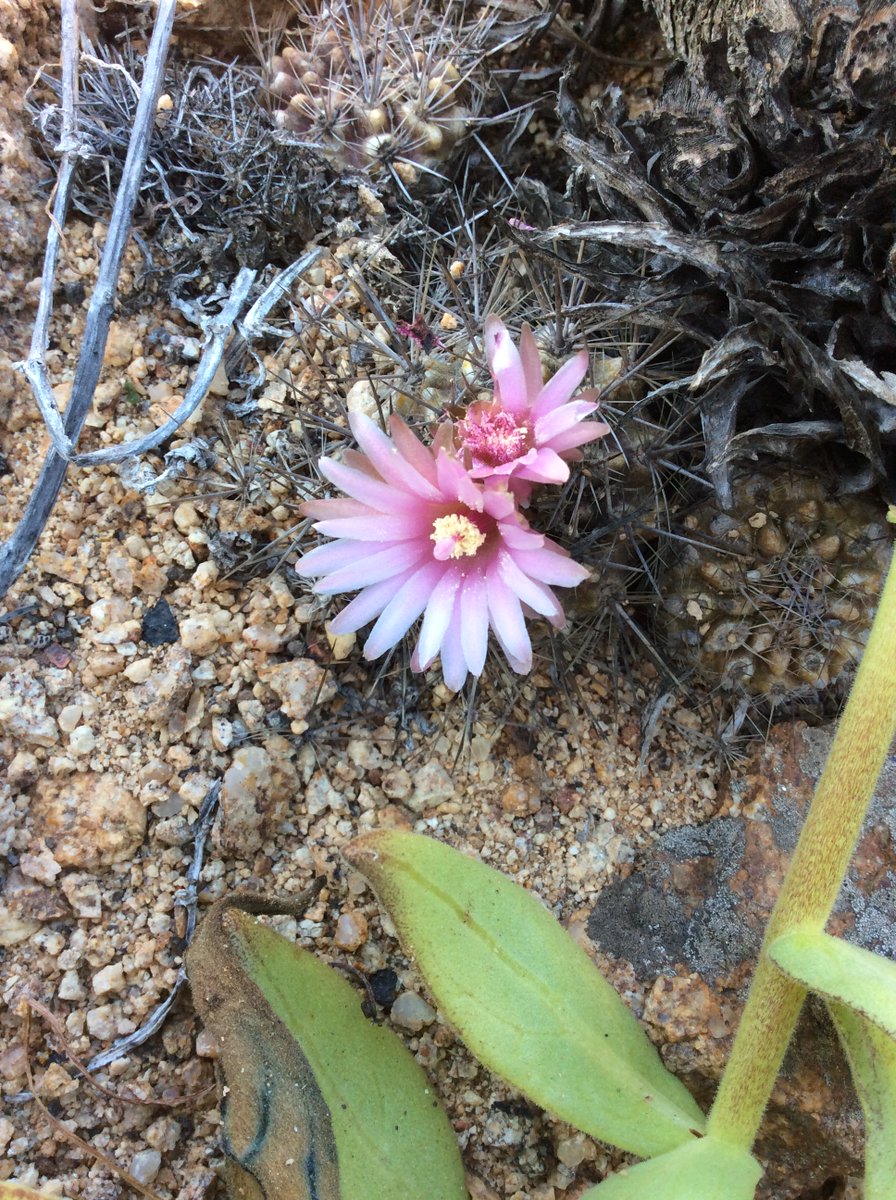 Pablo Guerrero tweet media