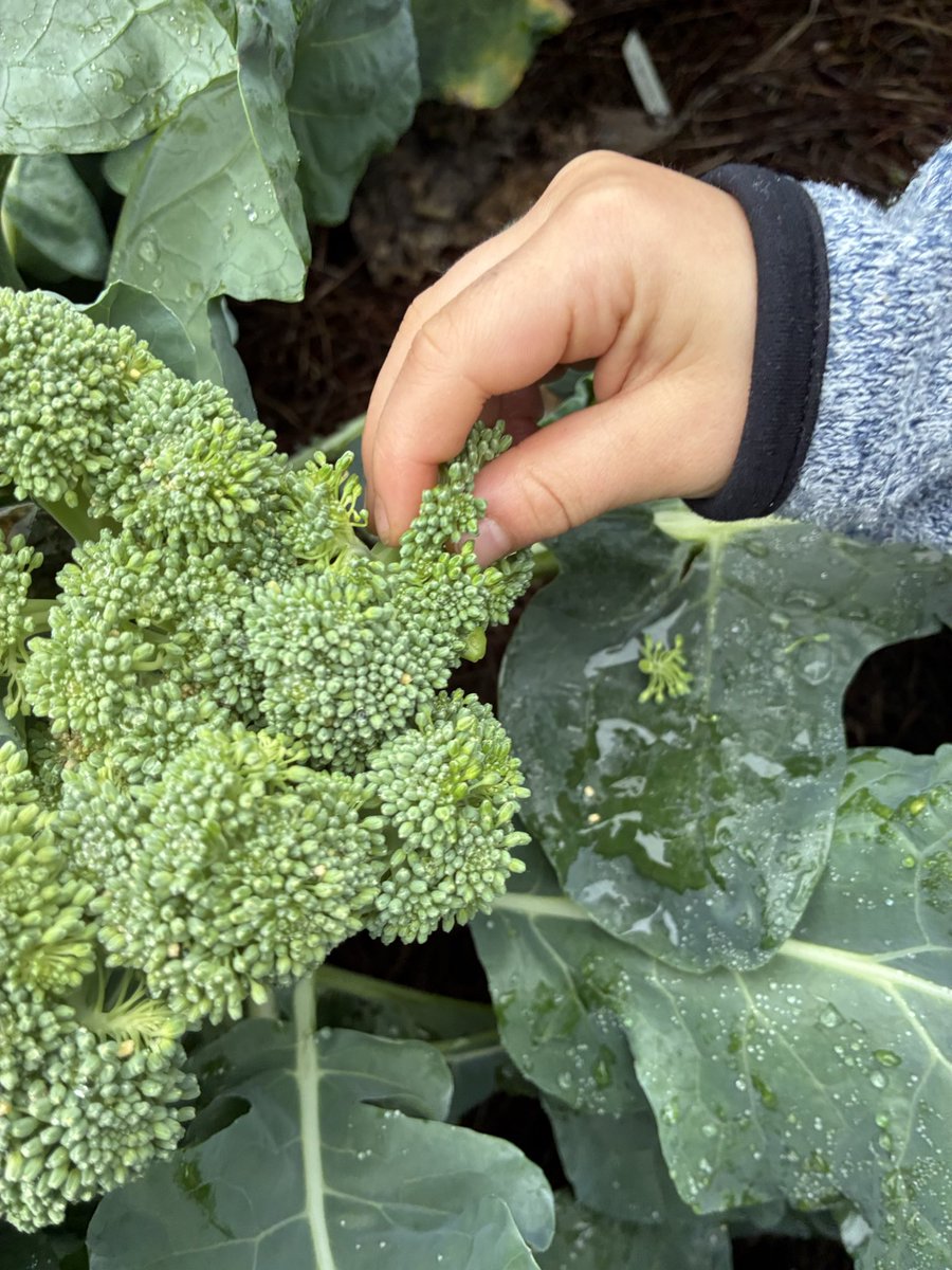 Angela Hoang tweet media