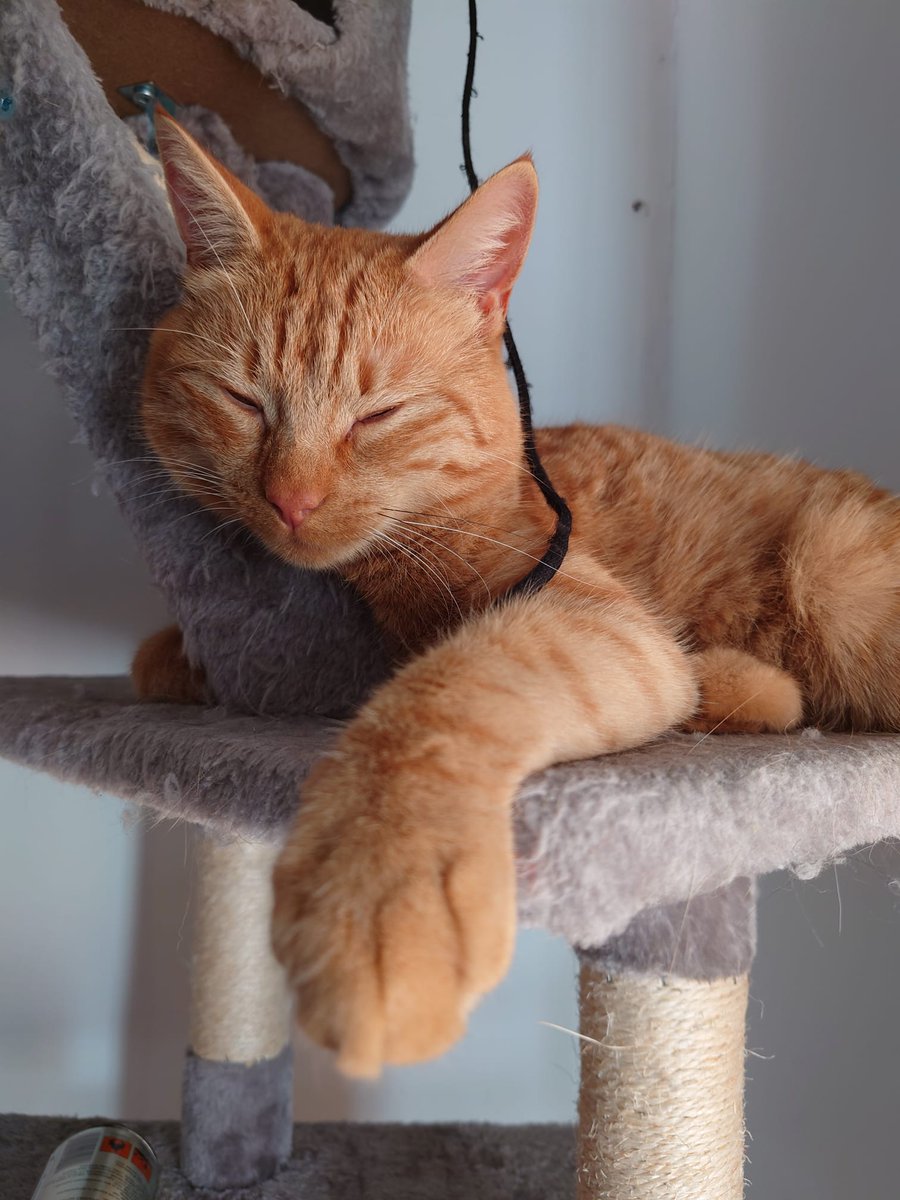 Sleepy Barney this #caturday ! 💤