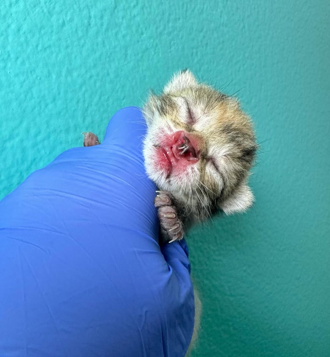 Here’s our 3am intake from the other night❤️ for those who couldn’t find her in the photo…she was camouflaged on the snuggle kitties head lol.

This little girl was born Wednesday morning and abandoned by her mama at someone’s door. So thankful for Daughn!

PAYPAL INBIO PLEASE.