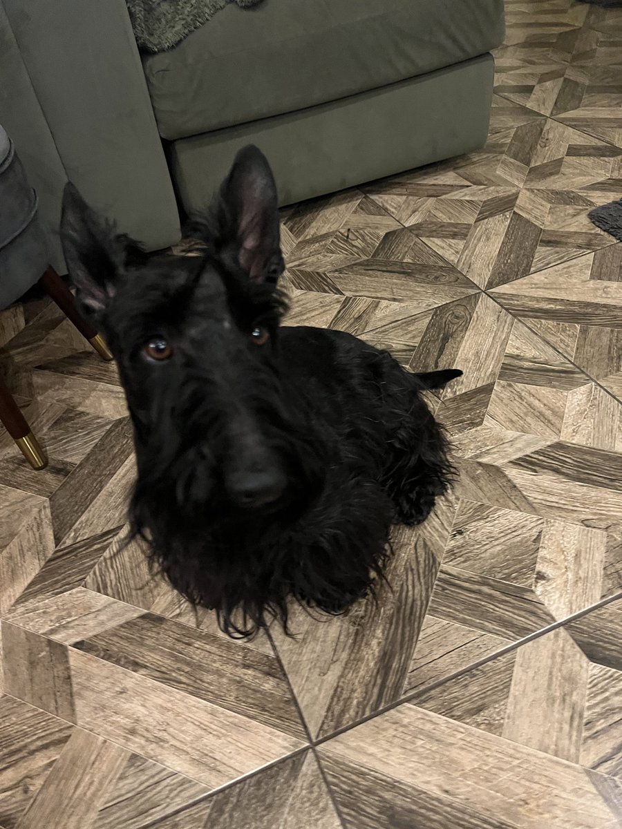littlewood_mark's tweet photo. Rory had all his fur stolen today! ๐โค๏ธ
#ScottishTerrier #FreshTrim https://t.co/b51uOWYeuC