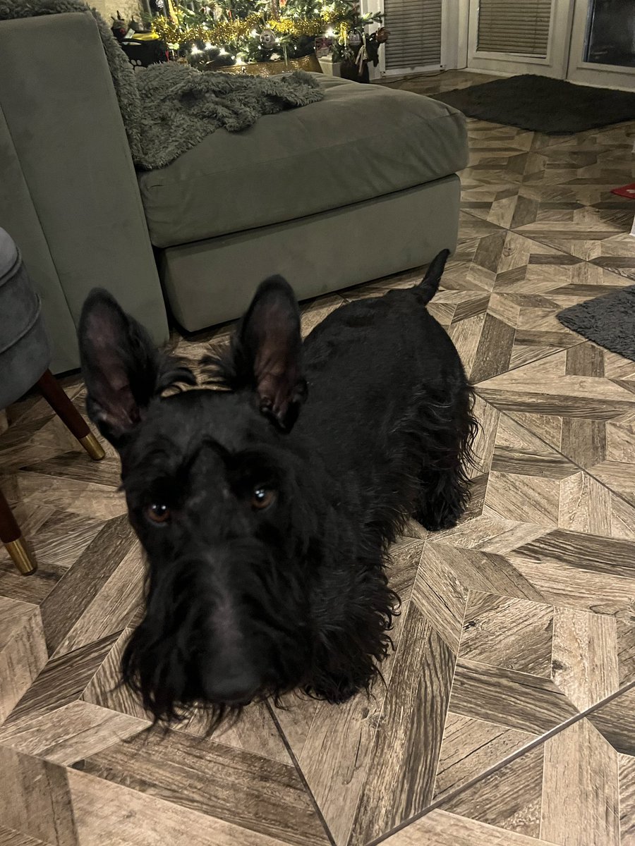 littlewood_mark's tweet photo. Rory had all his fur stolen today! ๐โค๏ธ
#ScottishTerrier #FreshTrim https://t.co/b51uOWYeuC