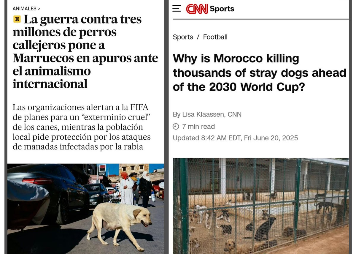 Paremos el silencio ante la atroz masacre de perros en Marruecos. El rey ordenó eliminar TODOS los perros de cara al mundial 2030. 

Que NO se haga el mundial en Marruecos! 

Por un mundial sin sangre!

#FIFAWorldCup2026draw #Mundial2026 #FIFAWorldCup #FIFAWorldCup2026
