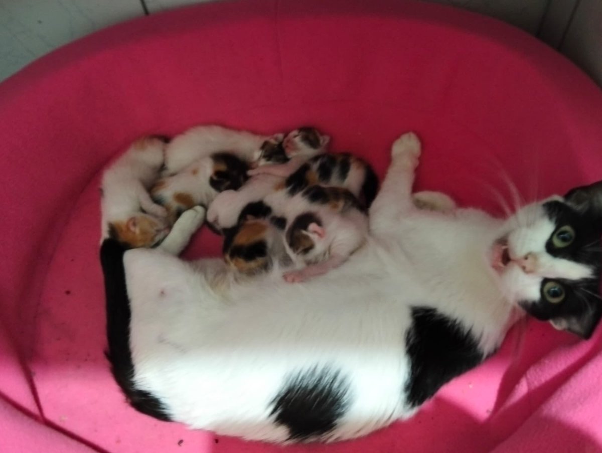 pawssperu's tweet photo. Necesitamos apoyo para esta gatita y sus 7 gatitos. 🙏🏼 No tenemos alimento para ella, ni vitaminas para la mamita. 
Fue encontrada en la calle con todas sus crías hace 2 días. Apelamos al buen corazón de todos nuestros seguidores! Todo suma por favor. 🥺🙏🏼
Yape/plin: 941 394 340 https://t.co/HqKZ5ChZvA