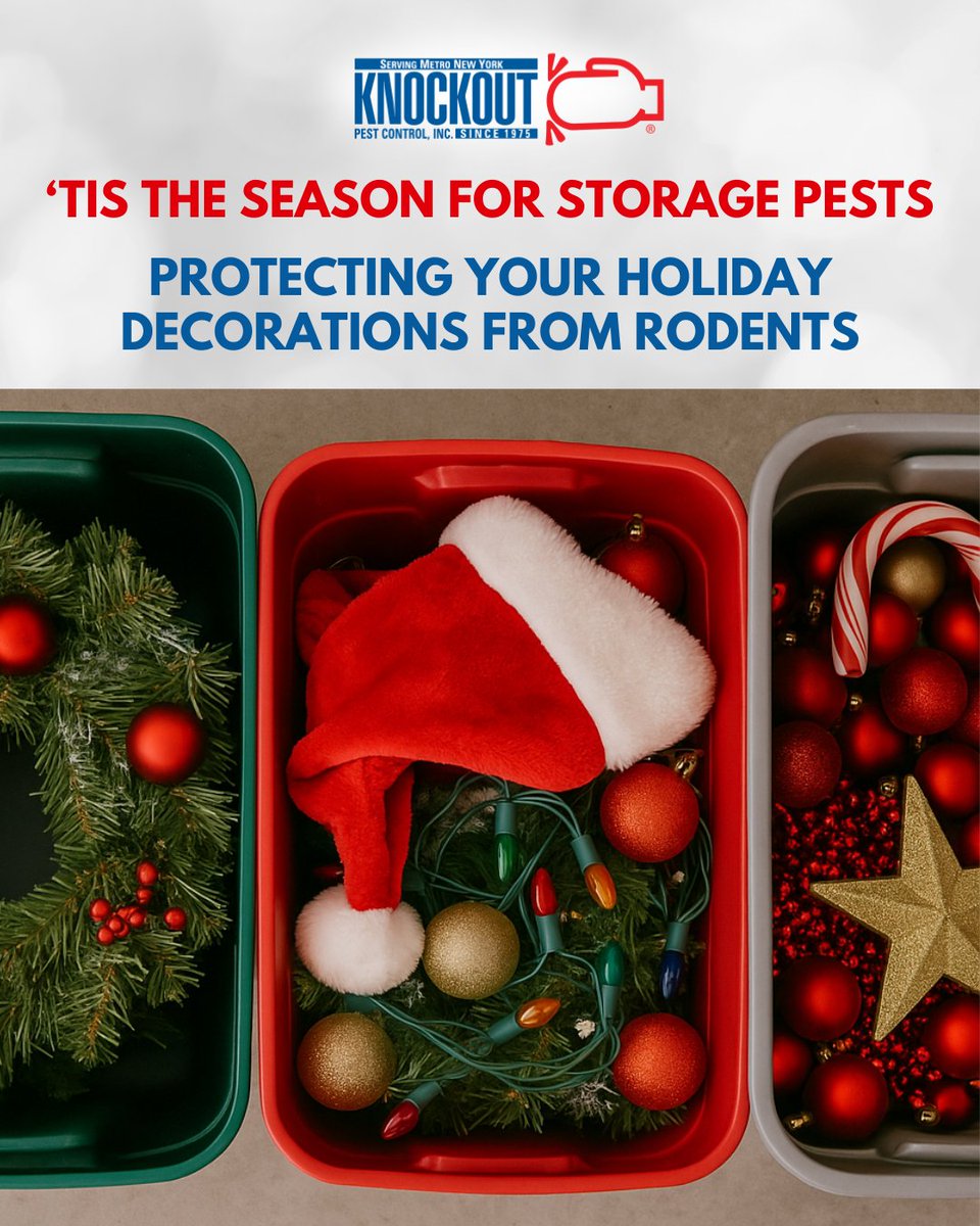 KnockoutPestNY's tweet photo. Decorating for the holidays this weekend? 

Before you break open your bins of baubles, read this: https://t.co/olt5t9LrQZ

#knockoutpestcontrol #pestcontrol #pestcontrolservice #exterminator #homeservices #longisland https://t.co/kBODZkRVQf