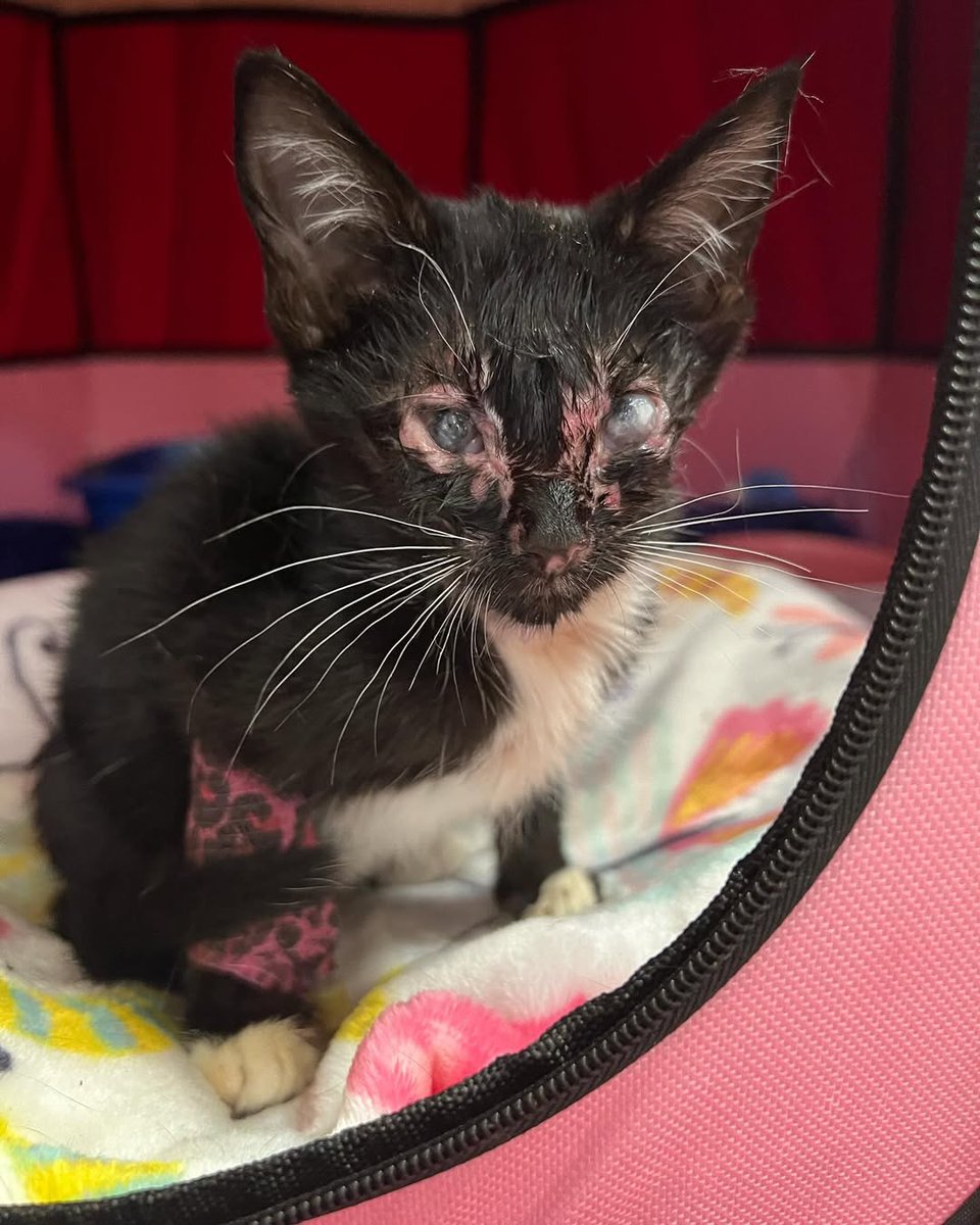 I have mixed news about Betty…she looks worse on the outside…but we are actually *seemingly* heading in the right direction.

She went and had repeat labs done yesterday at our local clinic, Palmer Ranch Animal Clinic, and then vets went over them with me.

PAYPAL INBIO PLEASE.