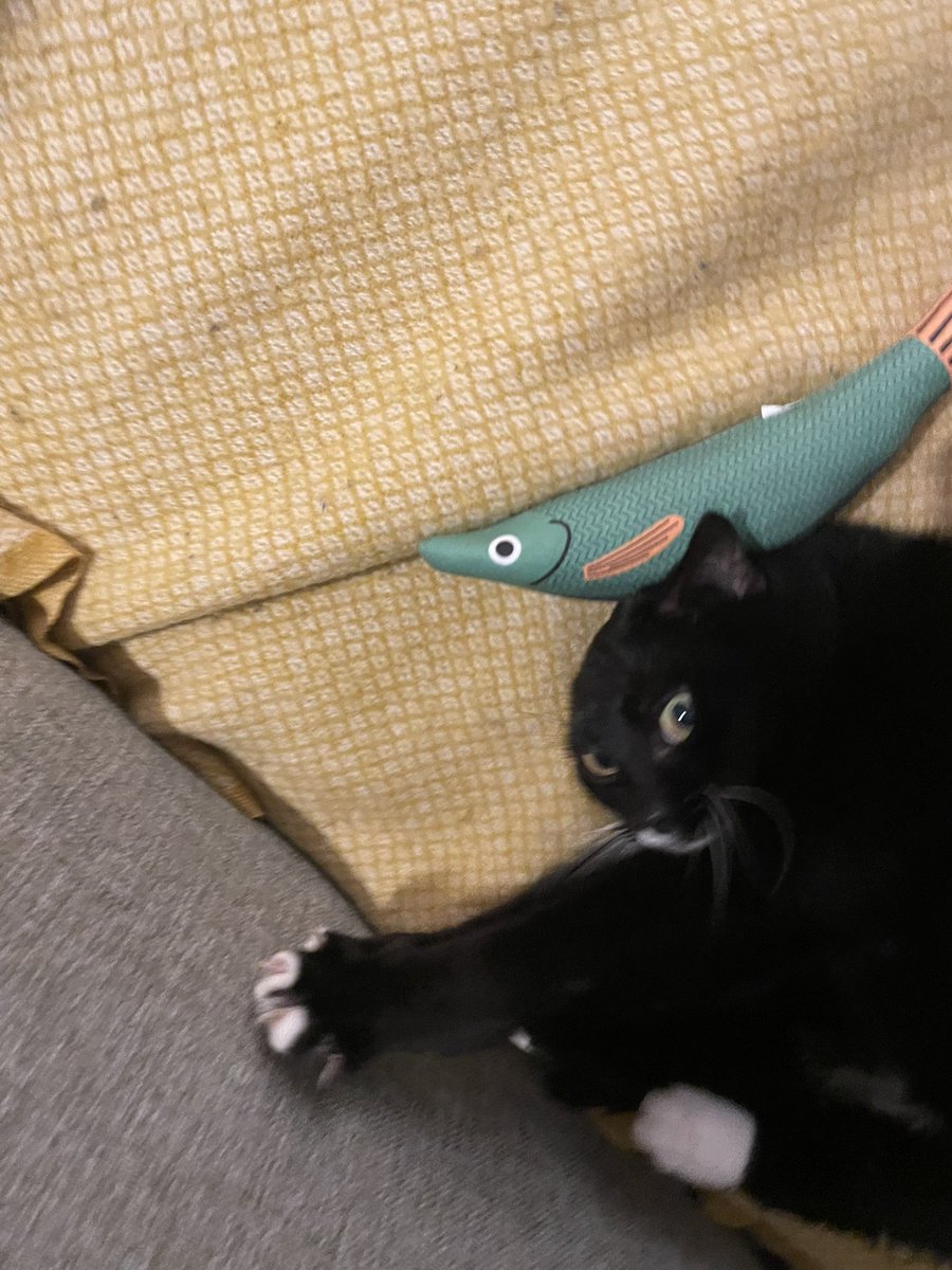 I’m working on something new, and I hope it’ll be received well. I don’t have any updates until i’m confident i can do it properly, but progress has been steady and motivating.

pictures not related