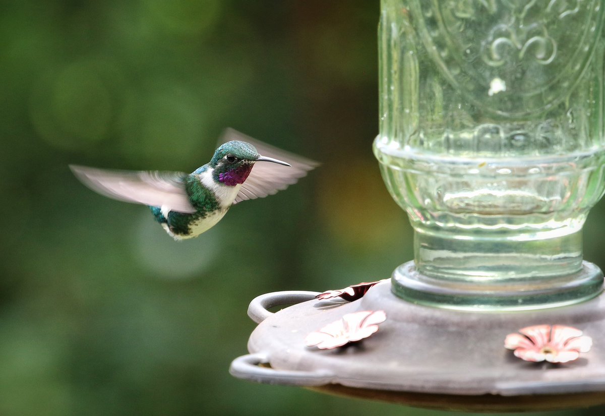 Some smashing hummers from phase 1 of my SE Peru trip - Shining Sunbeam, Green-tailed Trainbearer, Green-and-white Hummingbird and White-bellied Woodstar