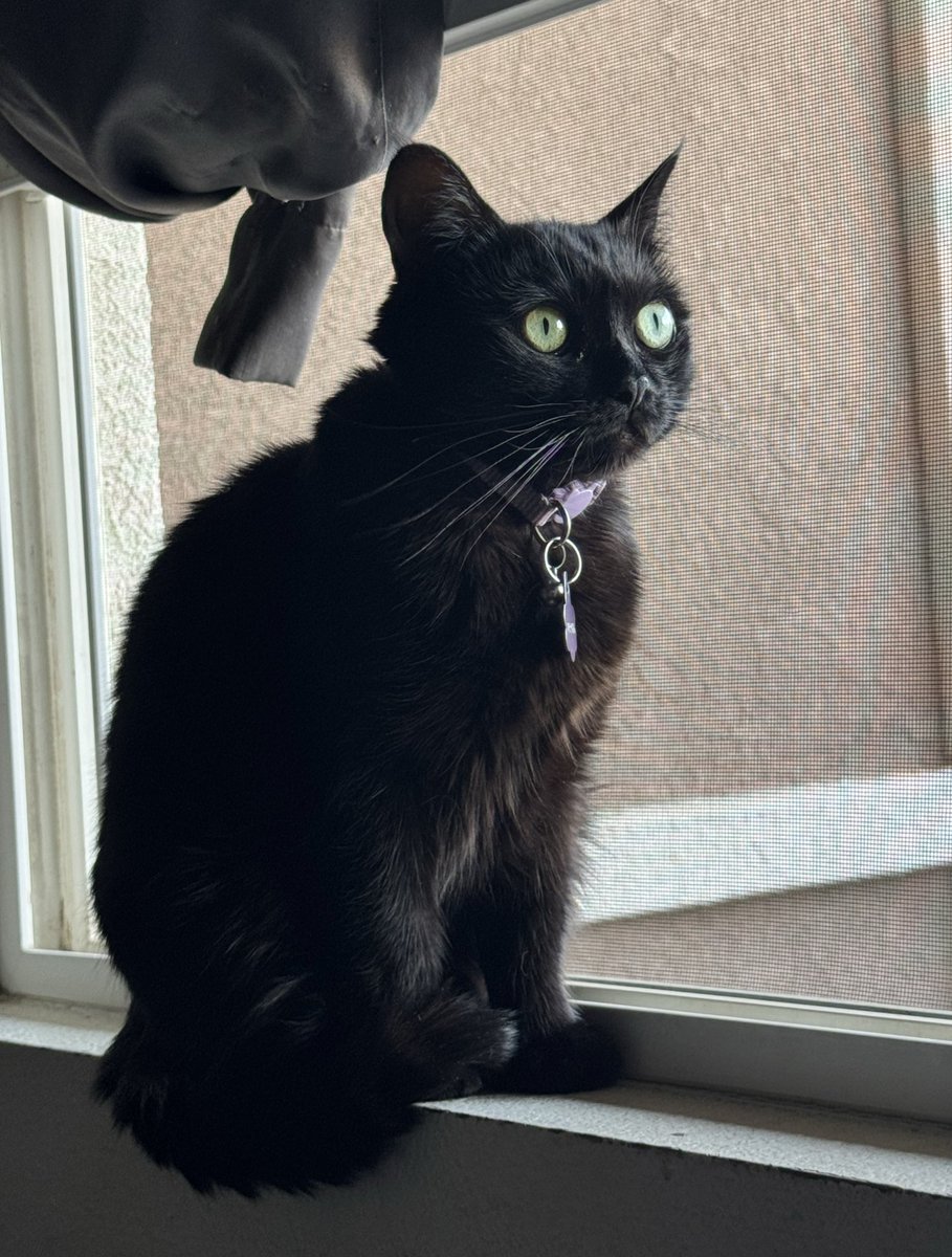 I’m just saying <a href="/Fortnite/">Fortnite</a> has so many dog sidekicks and like 2 different “fish” sidekicks but the cat sidekick can’t even look like my cat :(