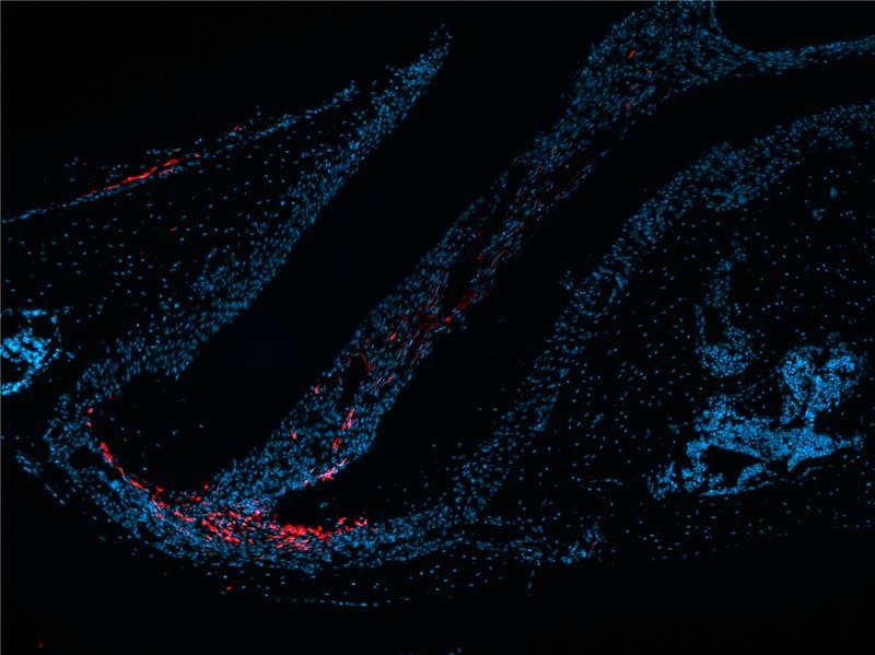 The ADA Forsyth Institute tweet media