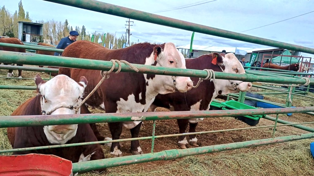 Controlamos las condiciones sanitarias, de bienestar animal y la documentación que ampara el movimiento de los bovinos que participaron en la 50° Feria y Exposición Ganadera de El Calafate, en la provincia de Santa Cruz.