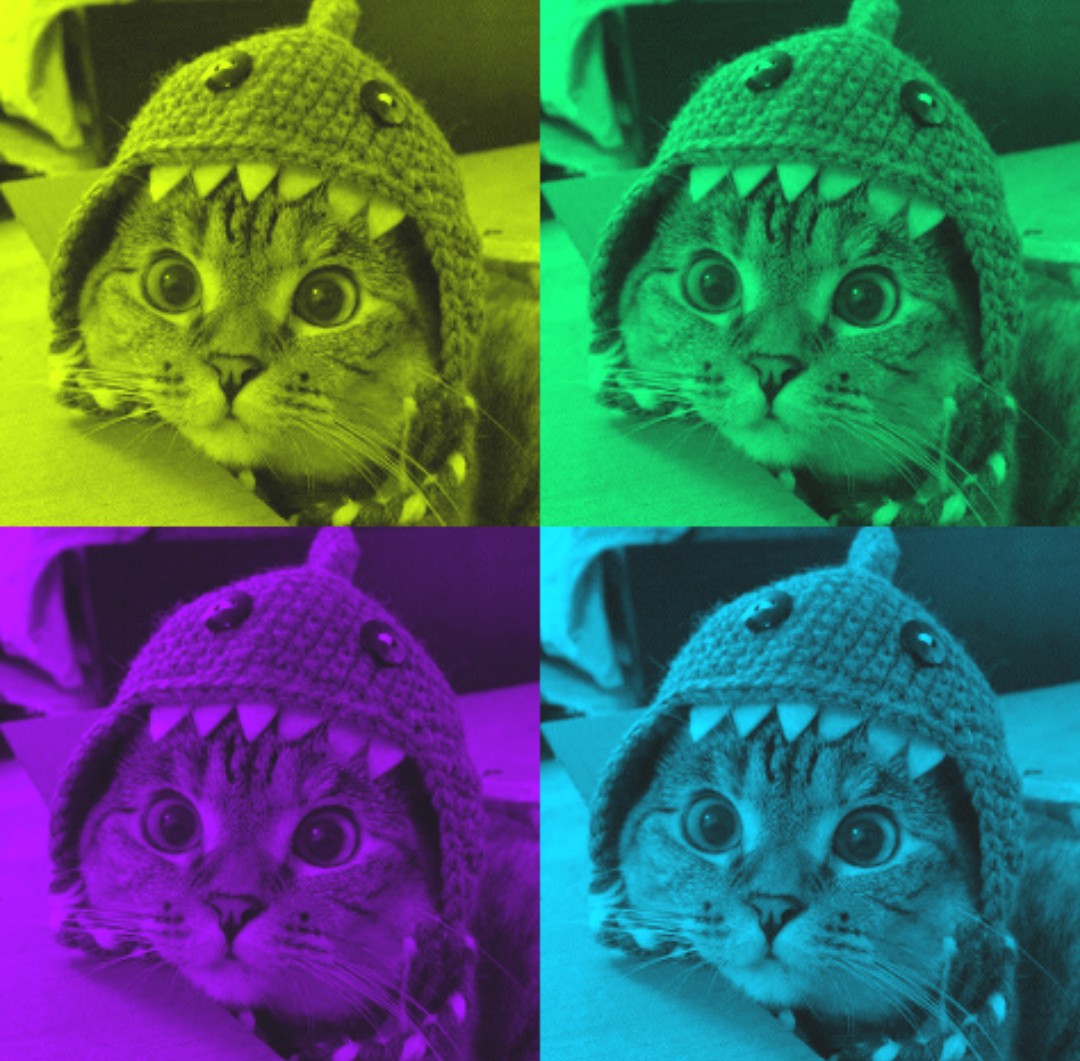 SharkCatSolana's tweet image. the masterpiece