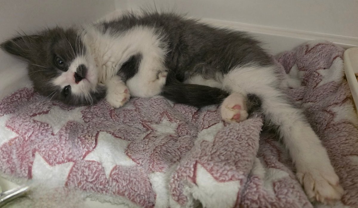 New arrival at Bradford Cat Watch Rescue and Sanctuary....this is poor little Elfy. 
Elfy  was found in a box in Girlington, abandoned, cold and wet .
On arrival Elfy was rushed to the vets. He has moderate  neurological  issues and a serious  pelvic injury..