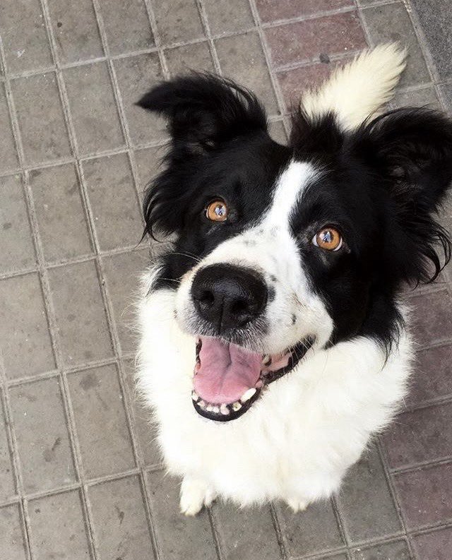 erdnaseber's tweet photo. My little boy Cumpa, i miss him everyday.
$biscuit #12DogsOfChristmas https://t.co/4e2VjGgzbA