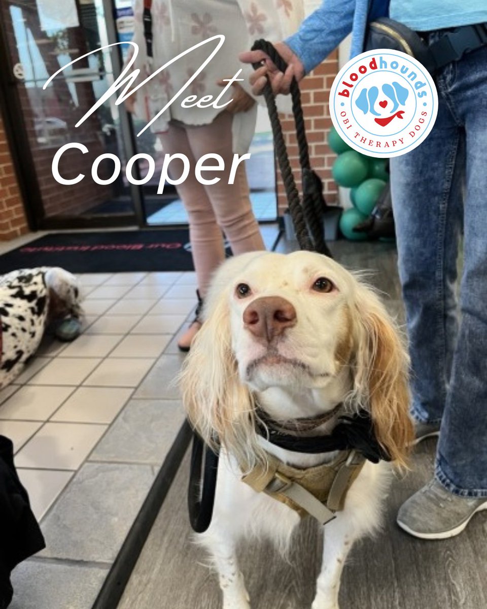OurBloodInst's tweet image. It's #GoodBoyFriday -- meet Cooper, an OBI Bloodhound!🐾

❤️This 4-year-old English Setter has been doing therapy work for about three years. He knows lots of fun tricks and is certified through the Alliance of Therapy Dogs.

🐶Hang out with Cooper at our Wichita Falls location!