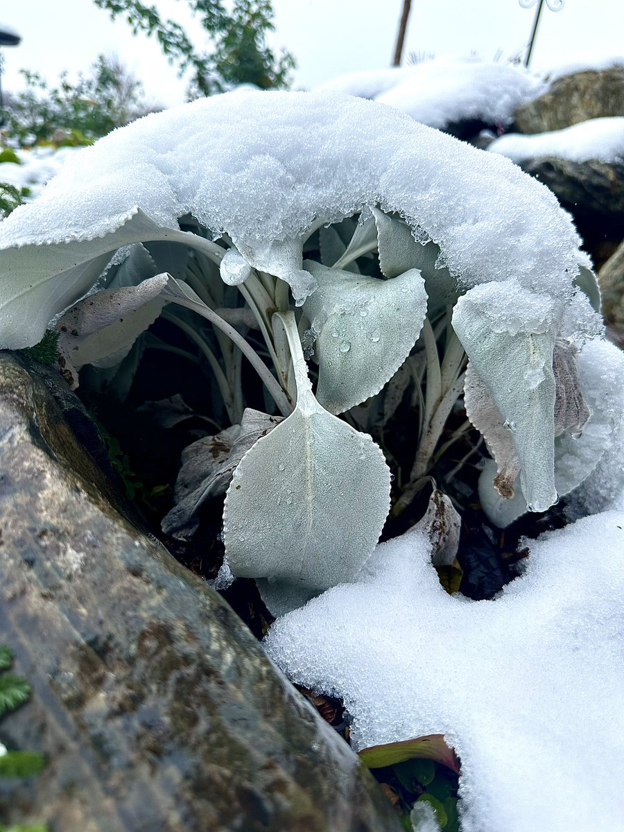 Chasingmytail's tweet image. Snowcapped