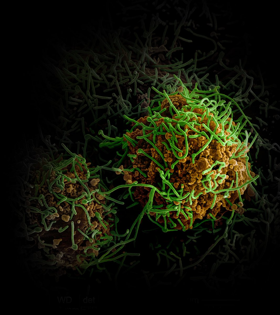 Official USAMRIID tweet media