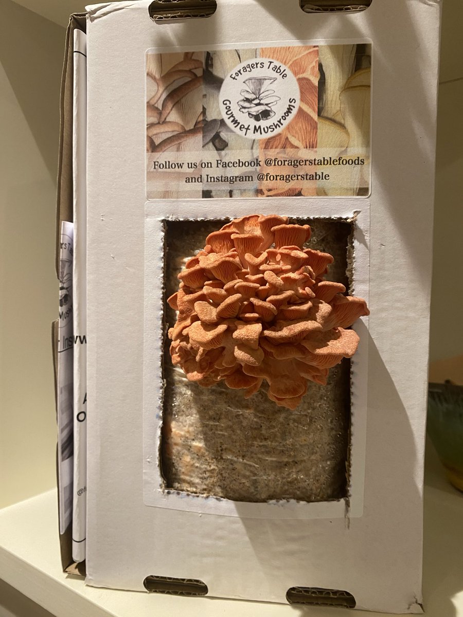 Sue Mayor tweet media