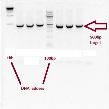 Master of Science in Molecular Pathology students hit the ground running in the lab this semester! They tackled restriction enzyme digests, gel electrophoresis, DNA and RNA extraction, and PCR!