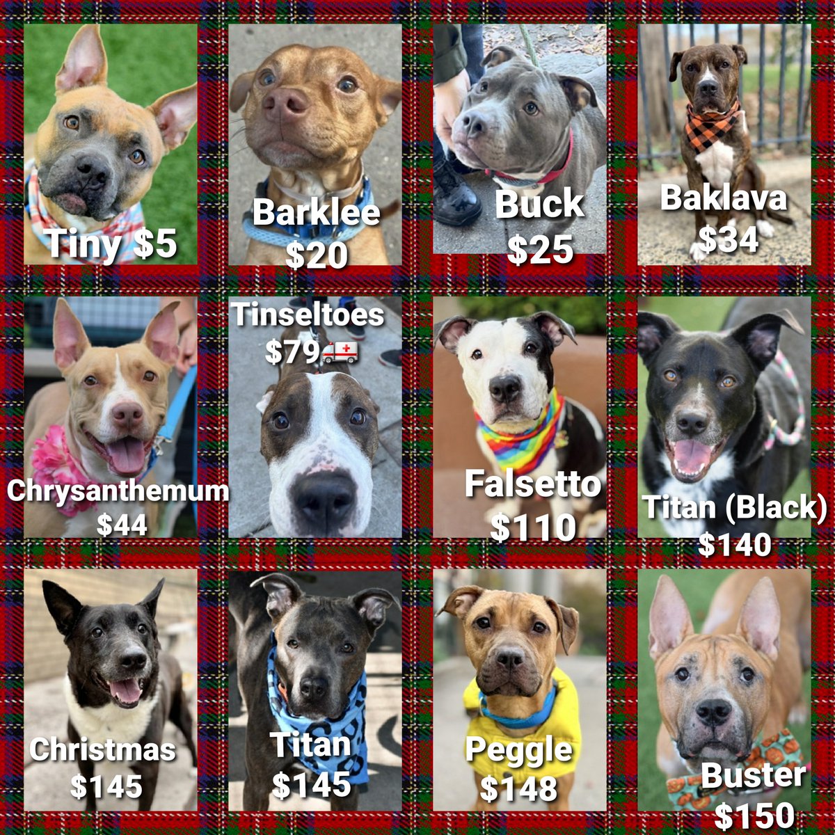 MorgFairsdogs's tweet image. 🔴Low Pledges🔴

12 of the 23 dogs listed TBK 12/6 have pledges of $150 or less.
They could get kill commands tomorrow. 

Please help us save them!
#Pledge4Rescue 
#foster #adopt
