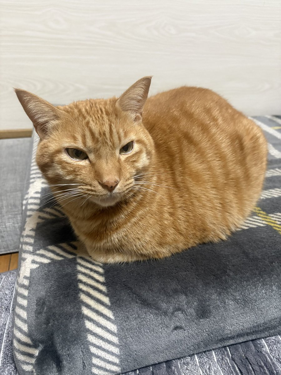 虎丸 (@toramaru7703) / Posts / X