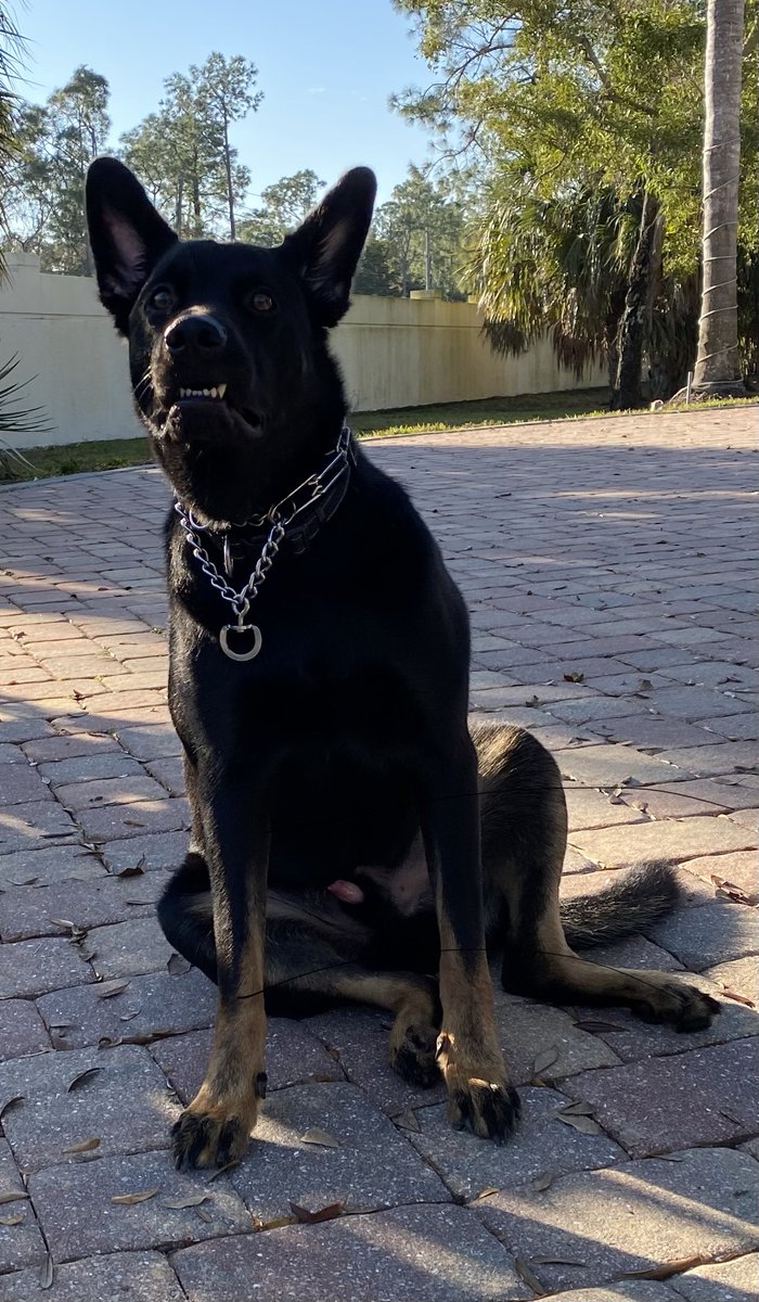 RydzikR74631's tweet photo. End-of-weekend vibes 🌅 Sky’s still blue, Earth hasn’t exploded, everything’s actually… fine. Have a wonderful rest of your weekend, frens. See you on Monday ✌️

Leo's defensive posture — a great defender. https://t.co/gYRer0KrMi