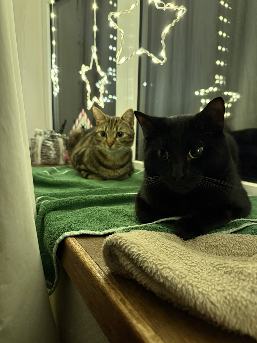 I’m happy to announce the DC Chronicle team has 2 new members

✨Shadow and Narla✨

I’m sure there’ll be plenty of cameos in future videos!