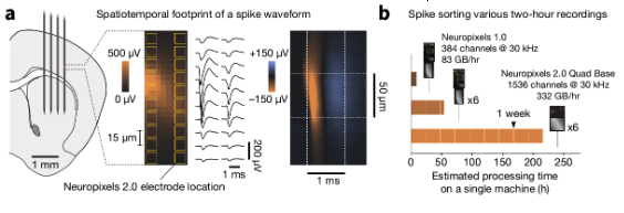 AllenInstitute's tweet photo. 🧠📢 New preprint alert

Large-scale ephys is exploding but spike sorting remains the computational bottleneck. A 2-hr, 6-probe Neuropixels 2.0 Quad Base session can take over a week to sort on a single machine. Here's a better solution. 🧵 https://t.co/ittHkHIPha