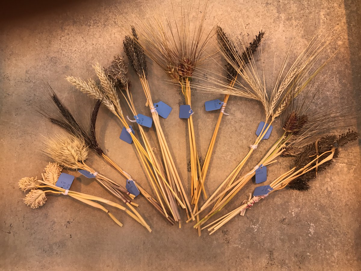 Plant Registrations tweet media