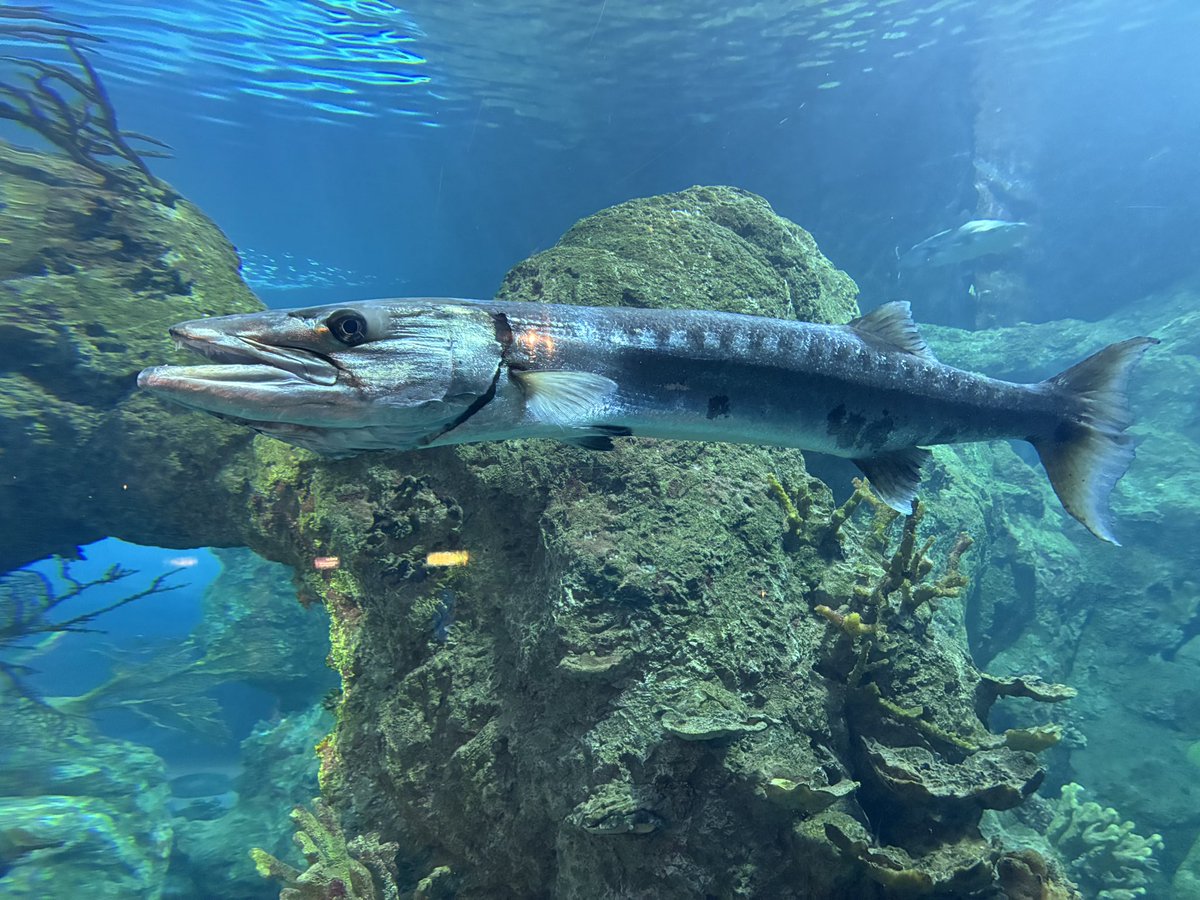 notonlytrout's tweet photo. It is Friday!! Time to share some #fishpics.
Share a picture, tag me (@notonlytrout), respond here or use #FishPicsFriday and I’ll repost your pictures and give you a shout out.
Went to the aquarium yesterday… im dreaming of throwing poppers for barracuda. #fishing #flyfishing https://t.co/xSR6zuNJAs