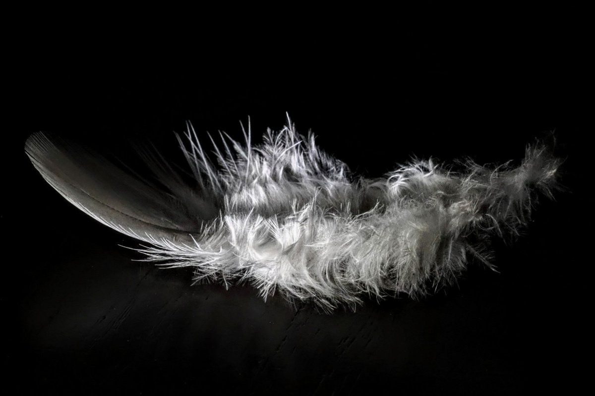 chrisbu03352910's tweet image. #PMJWeeklyChallenge
@pmj_photos 
#Remnants
Of a fledging friend now flown...