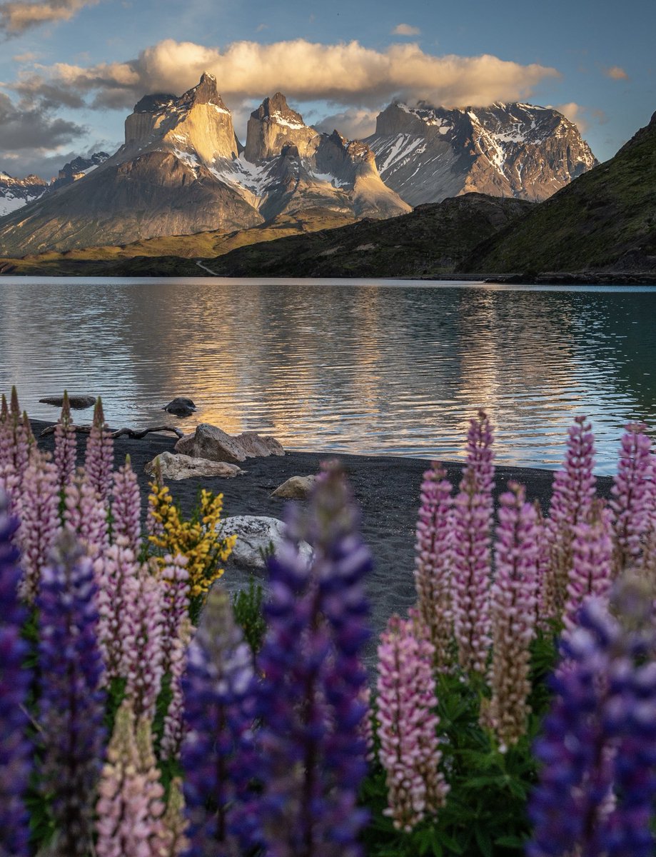 Lupinus al amanecer en Torres del Paine (lago Pehoe) : hermosas flores, pero flores invasoras. 🇨🇱 #Chile