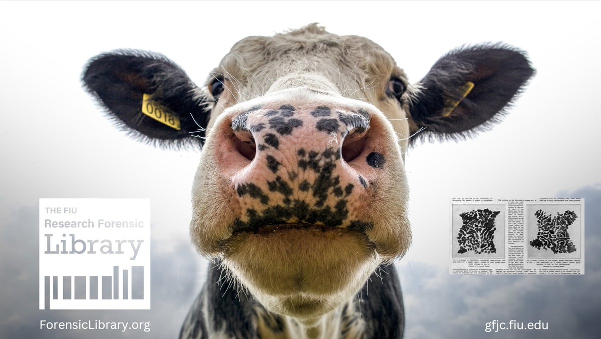 Using forensic science to differentiate the nose prints of ... cows? 

Yup! Find this 1925 rundown of the new uses of photography, chemistry, and microscopy to aid in criminal detection in the Research Forensic Library.

forensiclibrary.org/ld.php?content…