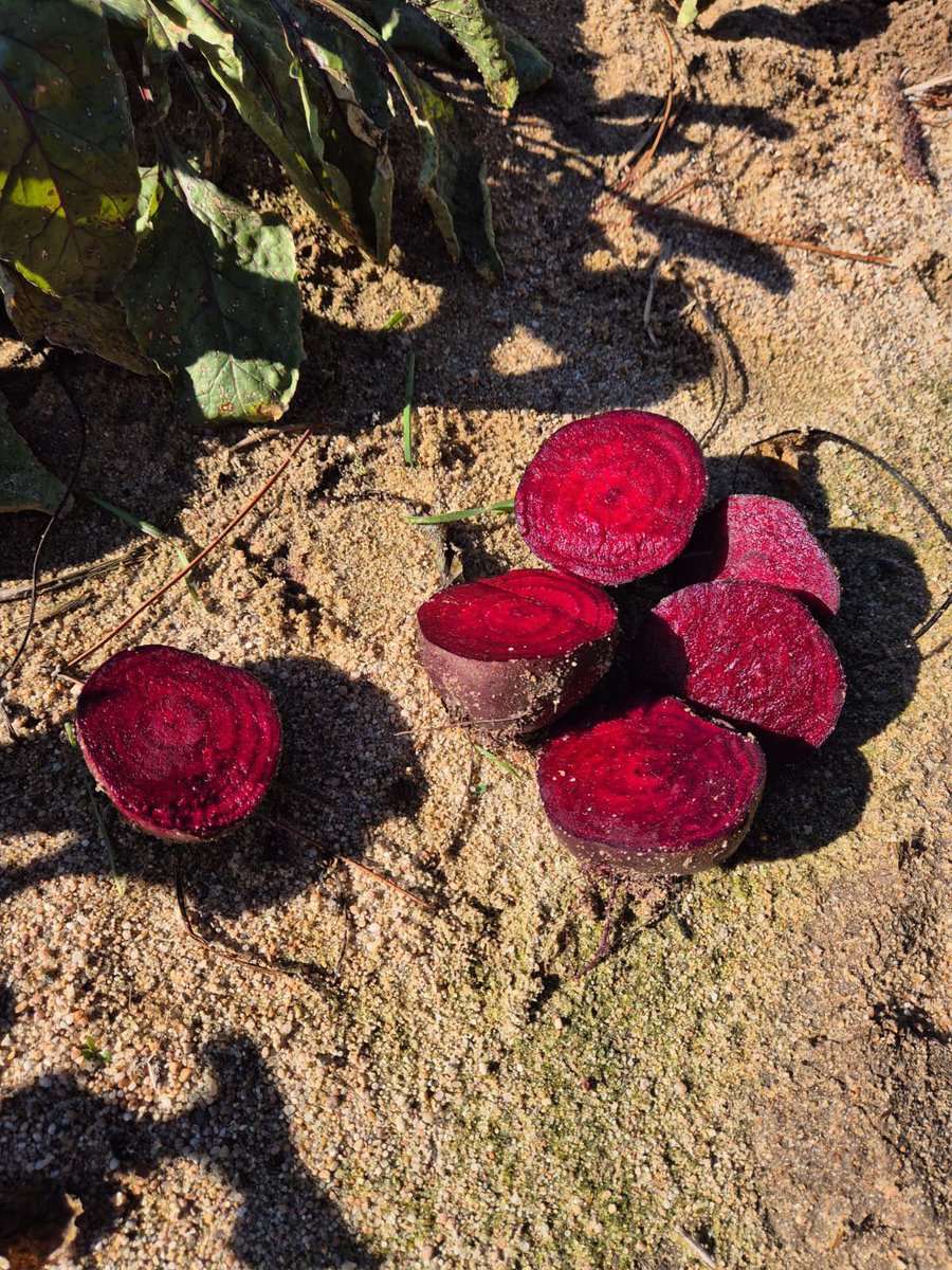 Nuestro compañero Adrián ha cortado una remolacha en pleno campo para mostrar su resistencia:
la remolacha de invierno en Castilla y León aguanta muchísimo incluso en tierras tan frías. ❄️🌱
Un cultivo duro, adaptado y lleno de potencial.

#Agricultura #Remolacha #CastillayLeón