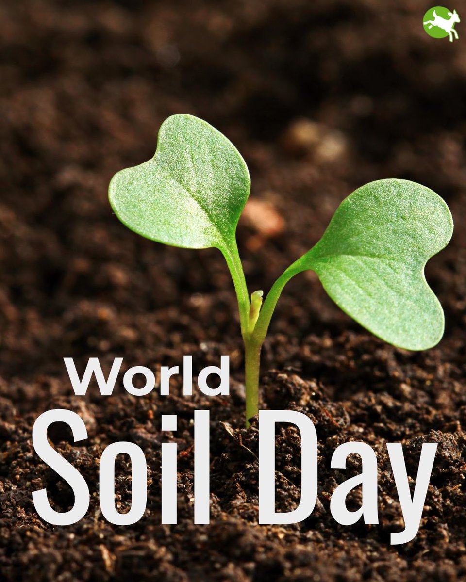 Today is World Soil Day!

Soil is the foundation of our food and ecosystems, but it's under threat from, you guessed it, factory farming. 

We need to invest in regenerative farming that nourishes the land and feeds people sustainably, and scrap industrial agriculture for good.🌱
