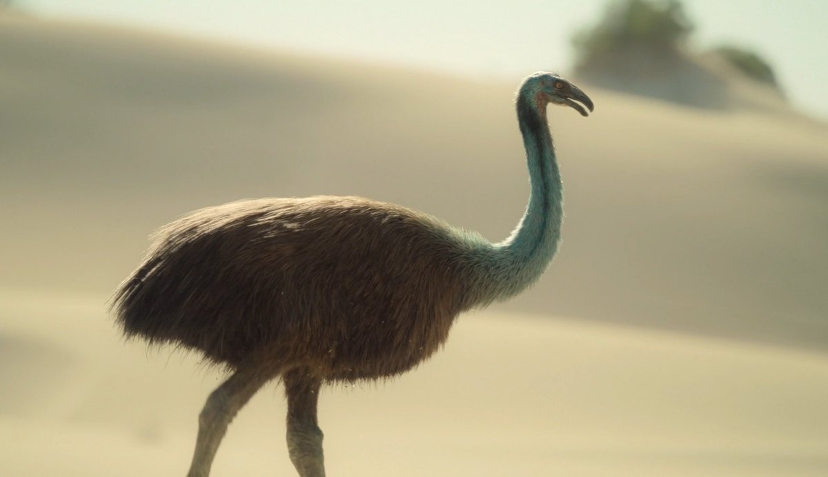 Declan_UAlberta's tweet image. Happy #FossilFriday here is Dinornis a genus of Giant Moa that lived in New Zeland until as recently as the 1500s. Dinornis itself was the tallest bird to ever live with females standing 10 feet tall, a phenomenon known as reverse sexual dimorphism #PrehistoricPlanetIceAge