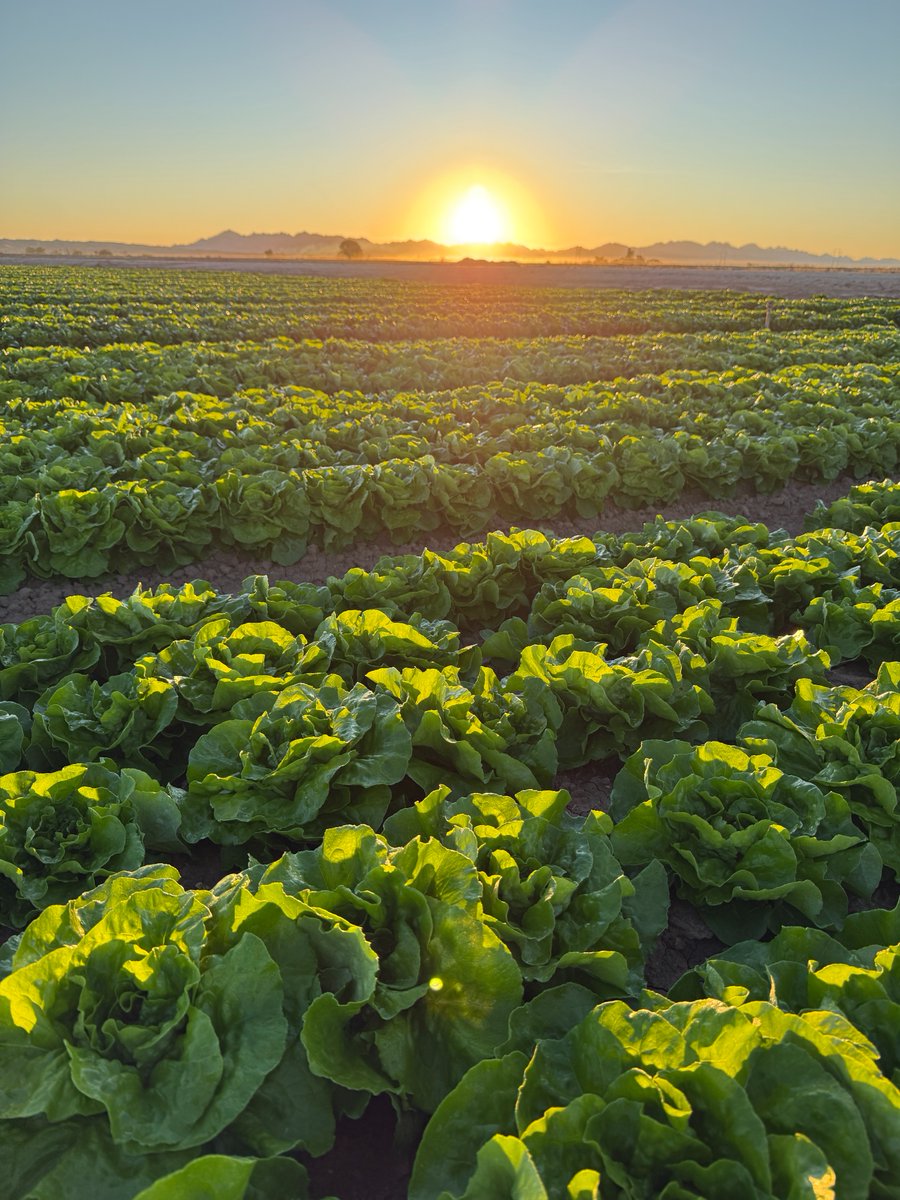 Tanimura&Antle tweet media