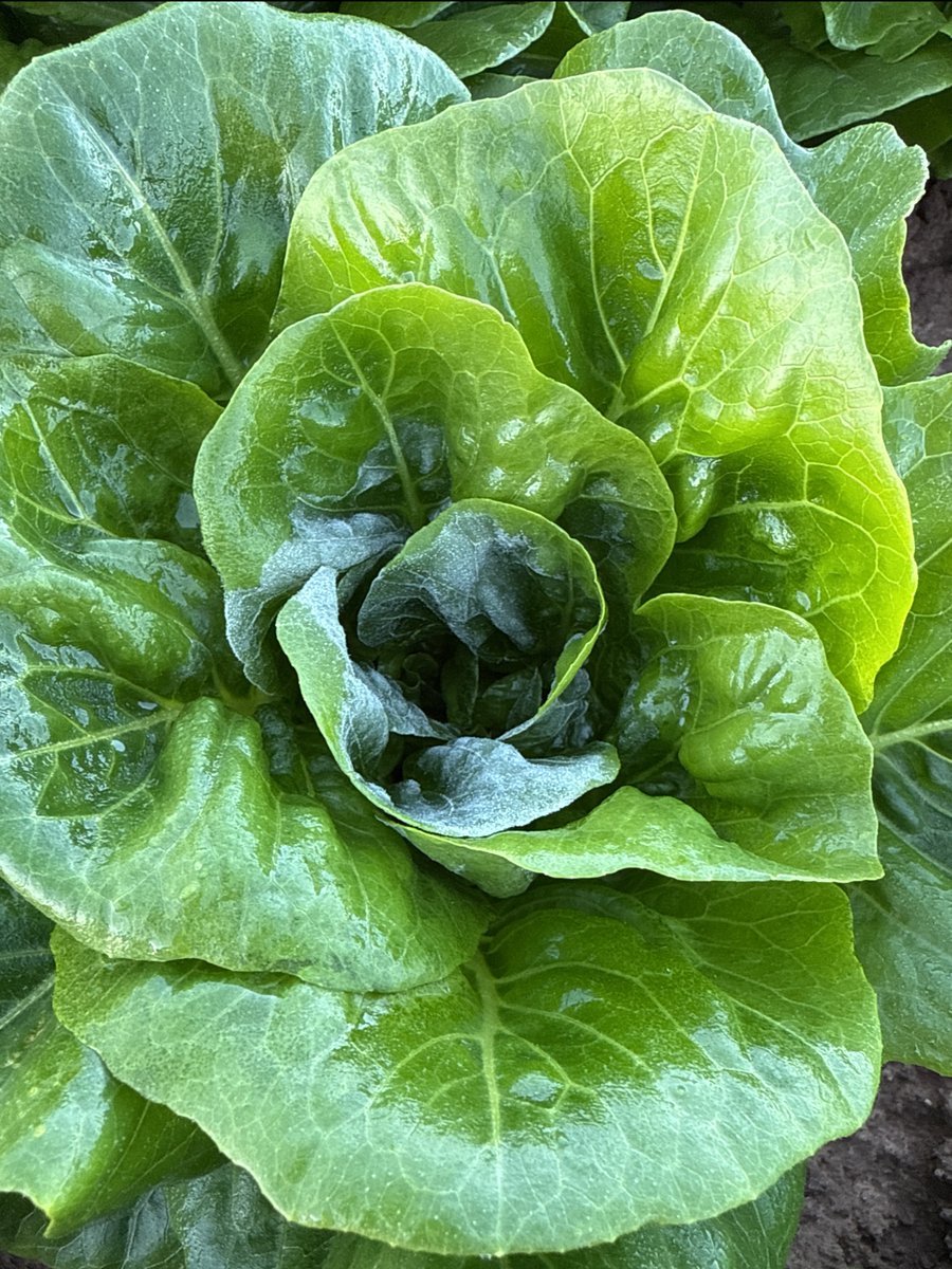 Tanimura&Antle tweet media