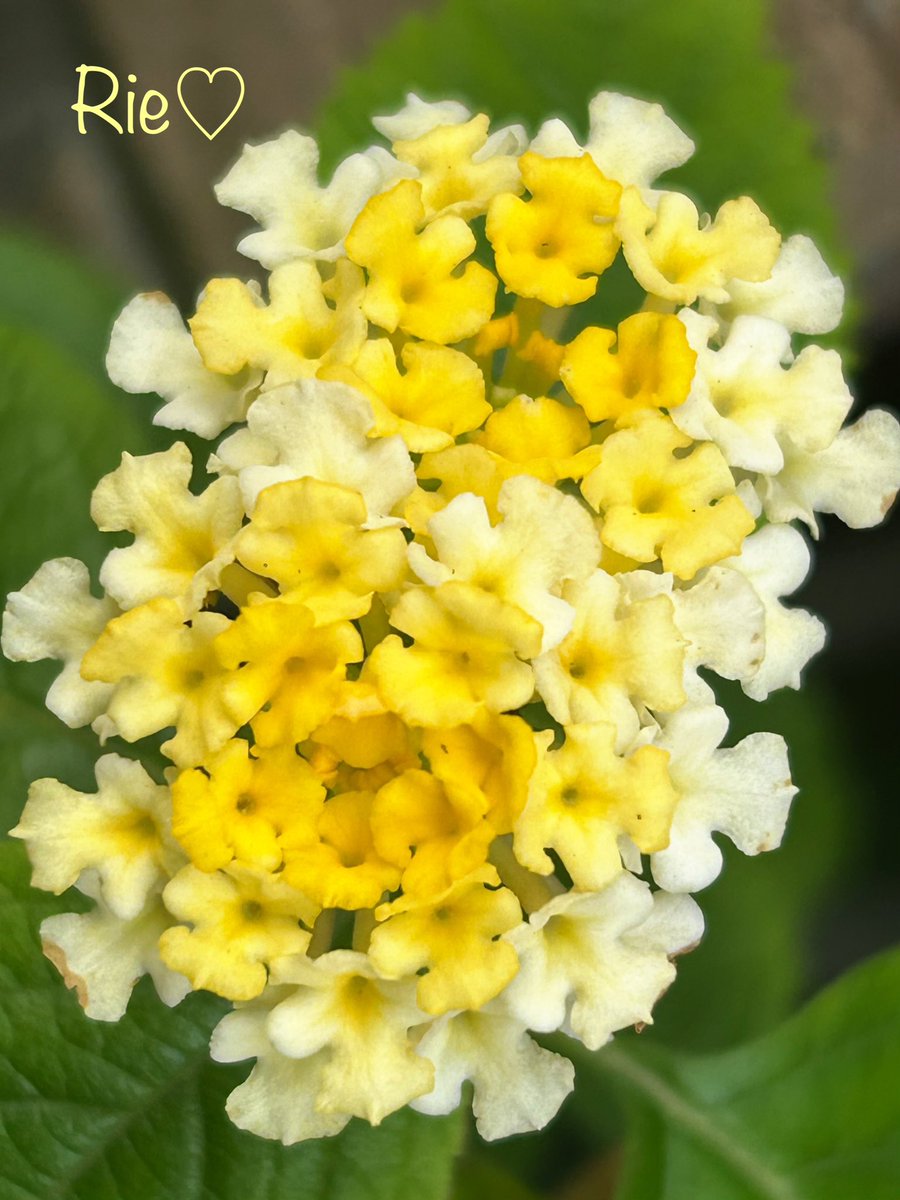 Kay II ✾今週は月曜日～木曜日ポスト、週末はお休み