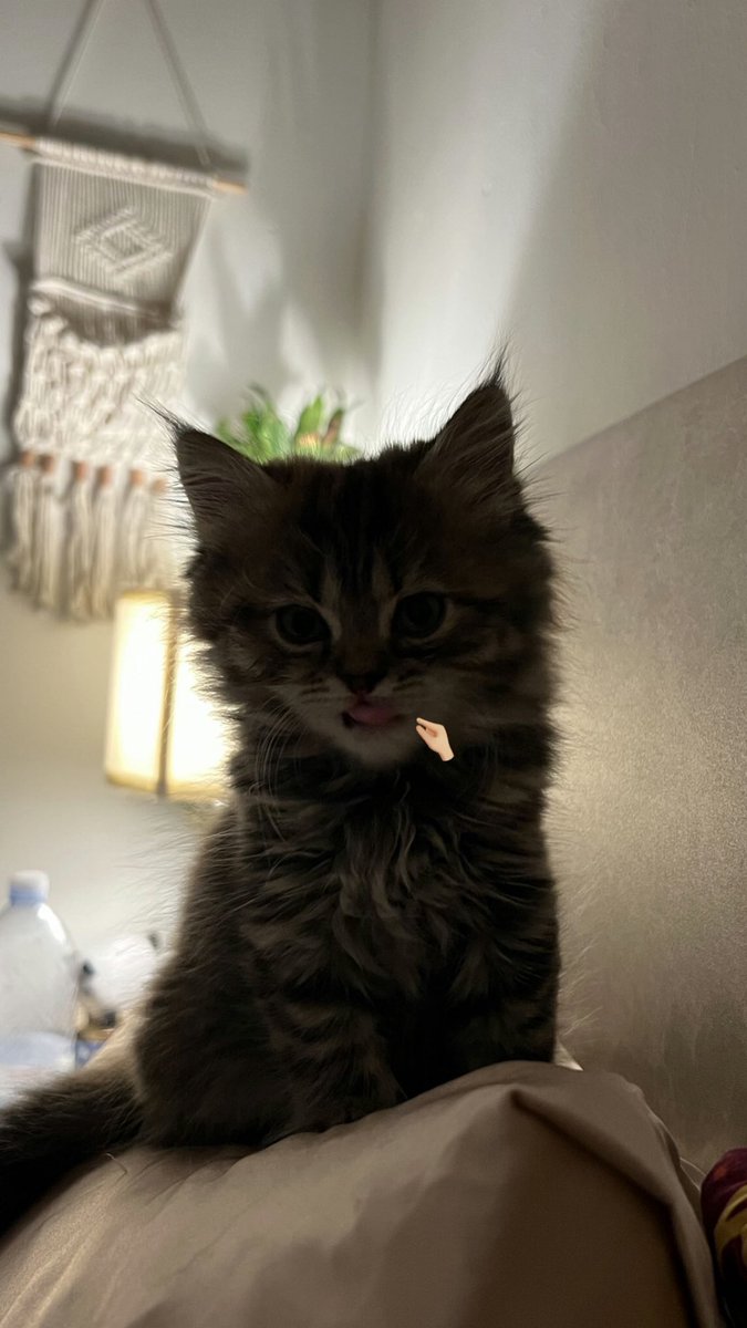 𝜗𝜚Reham˙✧°📸 ༘ ⋆｡° (@riri_usef) on Twitter photo 