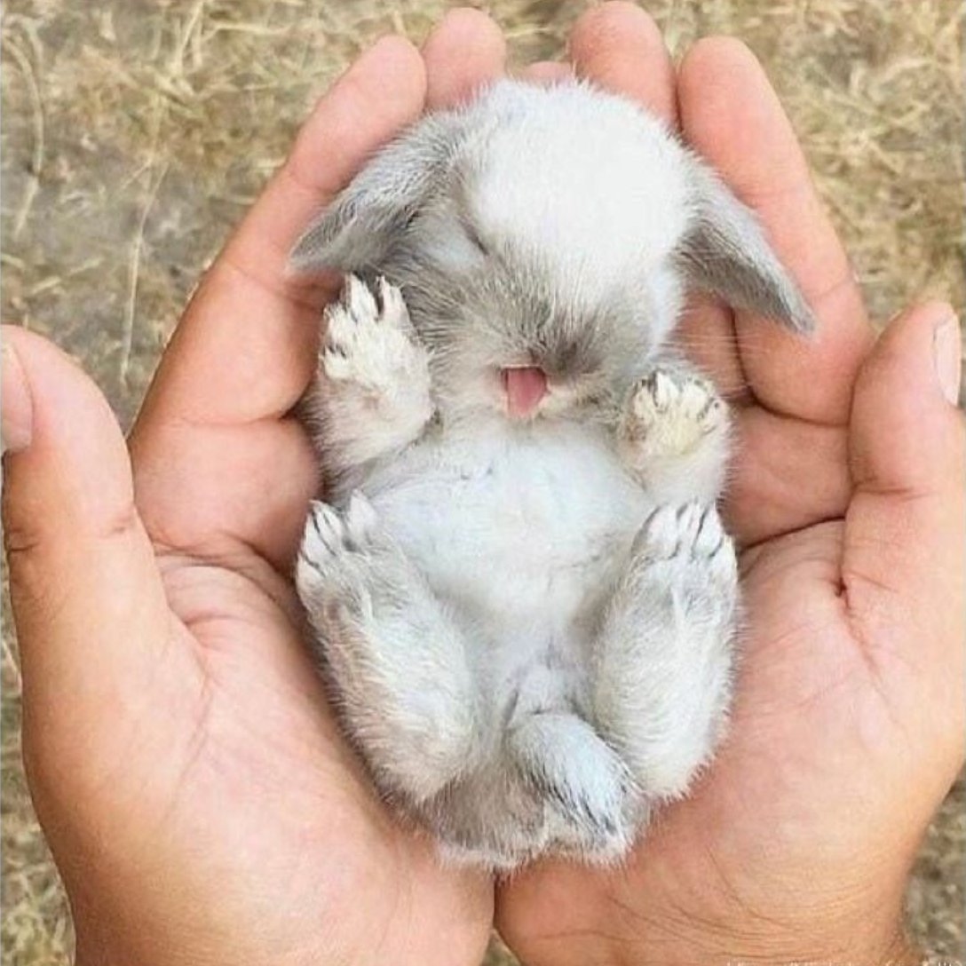 버건니가 이넨니 보고 제일 닮았다고 한 토끼 사진....
아버거거ㅓ걱ㅓ거ㅓ💜💛💜💛